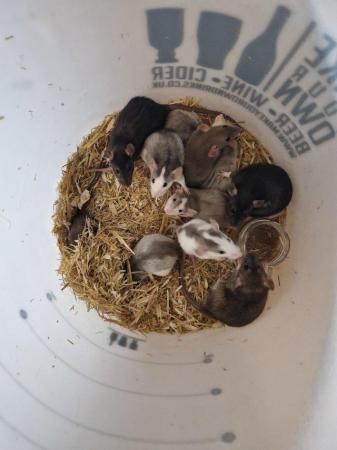 Image 2 of Baby rats for sale!! Various colours