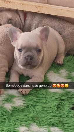 Image 6 of KC Registered French Bulldog Puppies