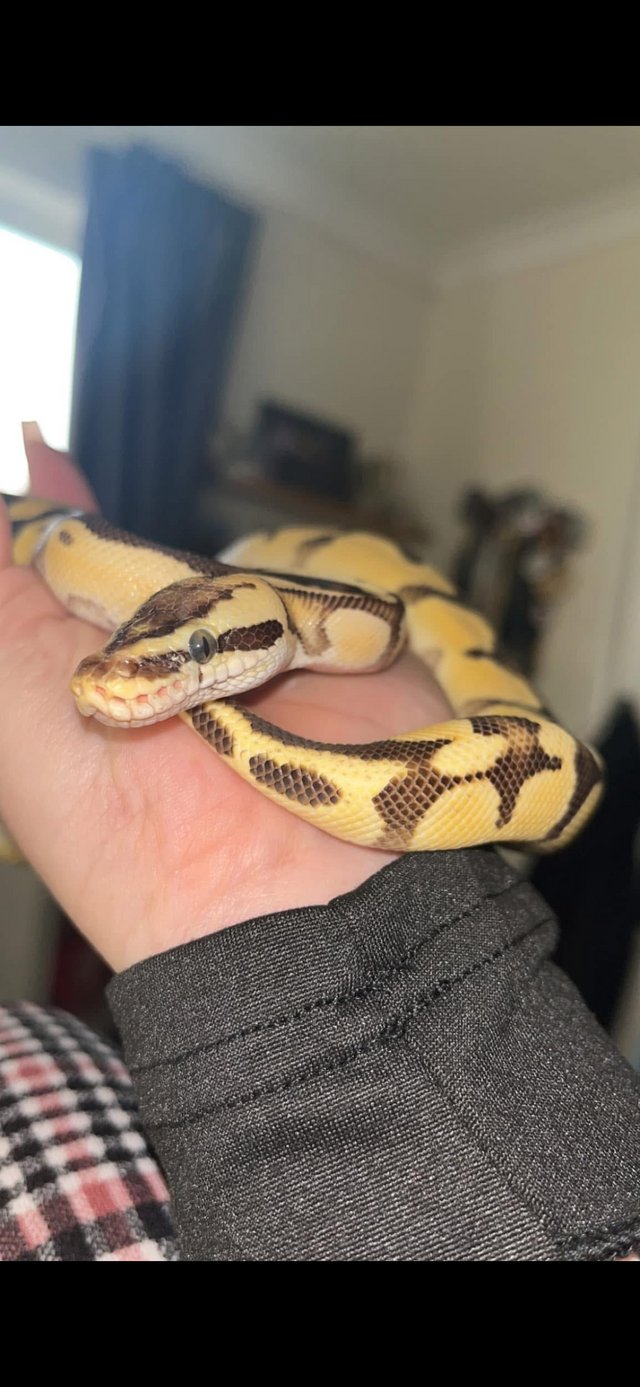 3 year old MALE ENCHI FIREFLY BALL PYTHON — photo 4 of 4