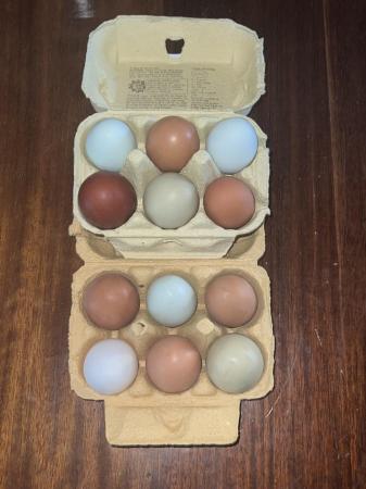 Image 2 of Fertile hen eggs - multi coloured eggs of various mixed bree