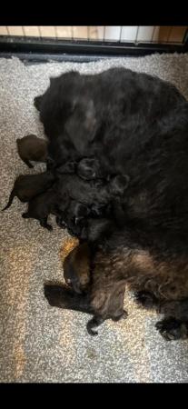 Image 3 of Patterdale terrier puppies for sale