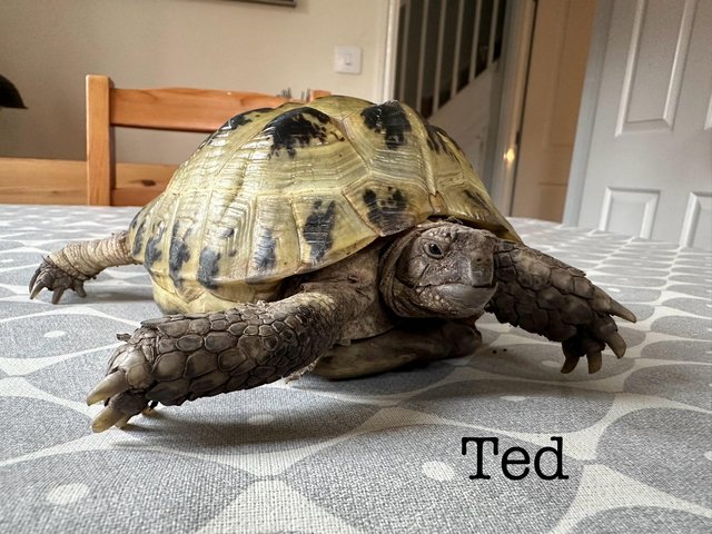 Preview of the first image of TWO Almost 8 Years Old Horsefield Tortoise (May 2024).