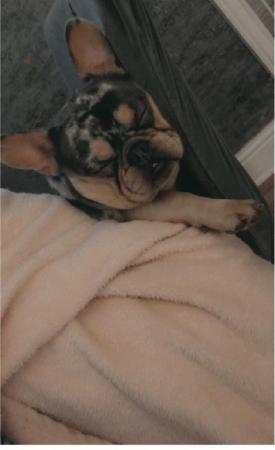 Image 5 of 1 year old male merl French bulldog (kenzo)