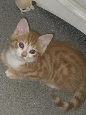 Image 2 of Stunning kittens for sale