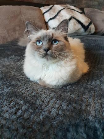 Image 5 of 10 month old female ragdoll