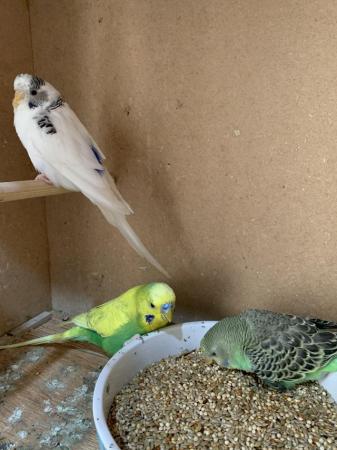 Image 1 of 3 baby budgies ready to go