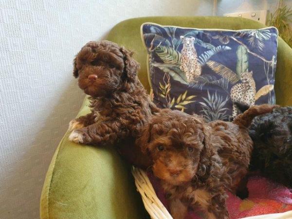 Image 17 of kc reg tiny chocolate toy poodle for stud only