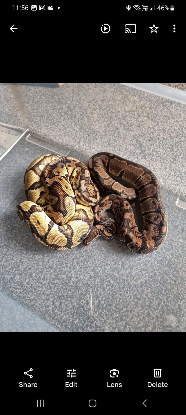 Preview of the first image of 2 ball pythons with complete setup.