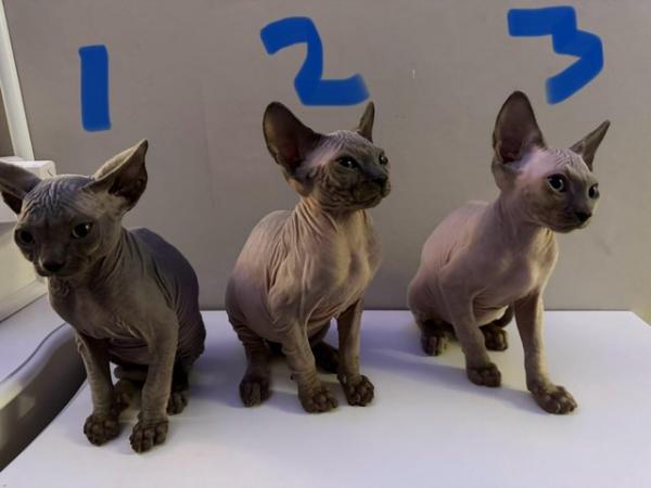 Image 3 of Beautiful Sphynx ( Hairless ) kittens 3 Boys Left