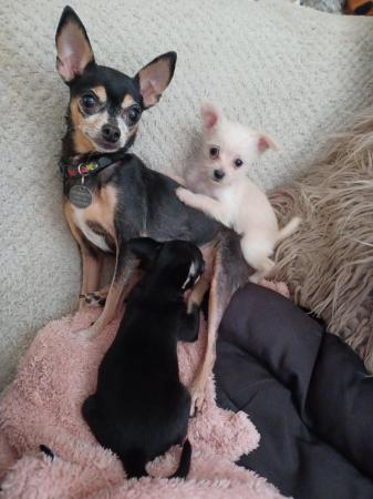 Image 5 of One male left 3/4 chihuahua 1/4 poodle puppy's one boy left