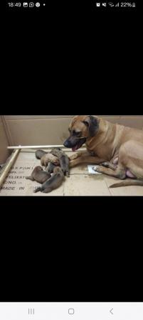 Image 8 of 4 week old KC registered Rhodesian Ridgeback Pups