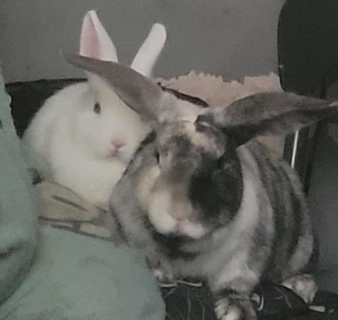 Image 2 of Brooke and Wynter bonded bunnies need a new place home