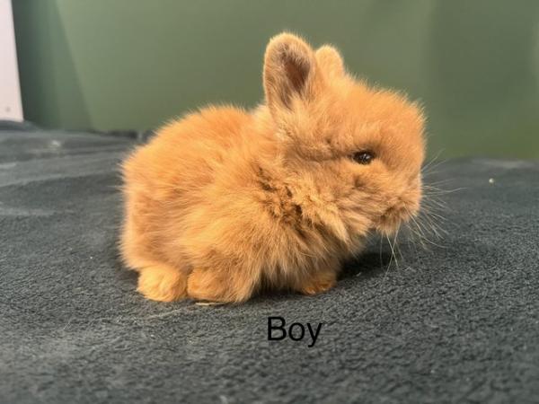 Image 5 of Mini double manned lionhead bunnies