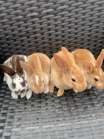 Image 2 of Mini Rex baby rabbits ready now!