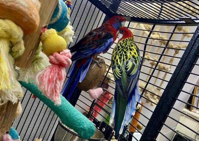 Image 5 of 2 rosella parrots seeking new home (cage not included)
