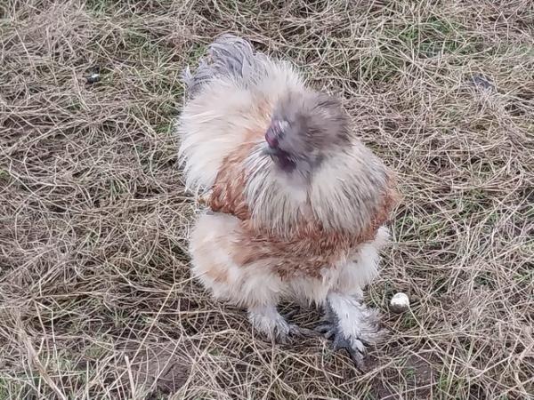 Image 6 of Excellent Quality, Gorgeous Silkie Cockerels.