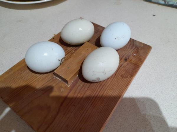 Image 3 of Cream Legbar hatching eggs