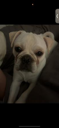 Image 2 of 1 year old white microchipped frug