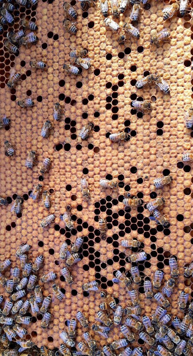 Preview of the first image of Honey bee nucs 5 frames bee hive.