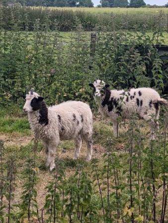 Image 3 of 2 jacob ewe lambs ........