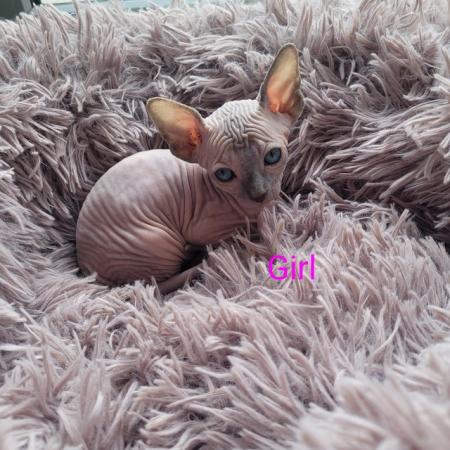 Image 4 of Beautiful sphynx kitten for sale