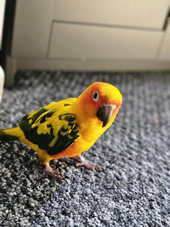 Image 5 of 11 months old silly tame sun conure