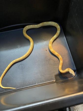 Image 1 of Honey corn snake Male £75