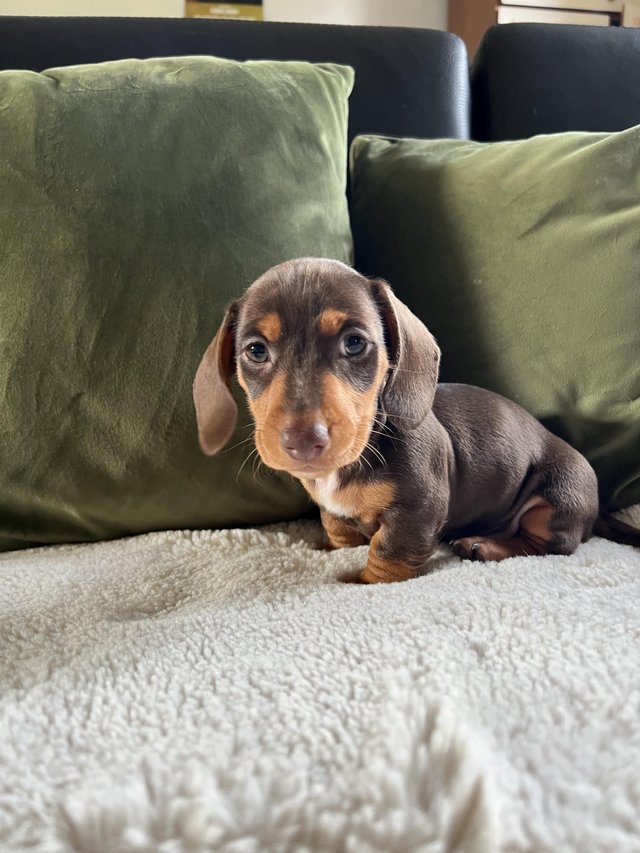 Preview of the first image of Beautiful miniature dachshunds puppies.