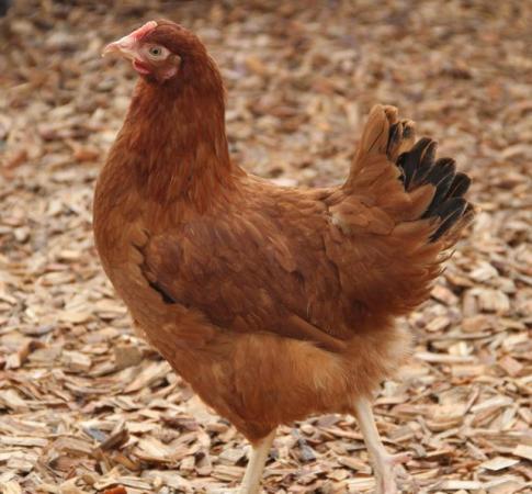 Image 1 of Blacktail Hybrid Laying Hens - Point of Lay