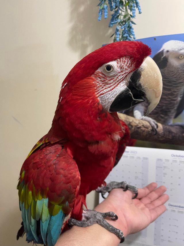 Preview of the first image of SOLD STC  Super Tame Green winged Macaw.