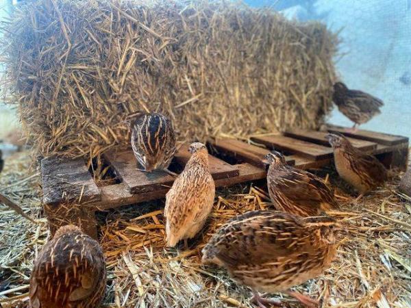 Image 4 of Jumbo Quail Hatching Eggs Now - UK Delivery - In Stock Now