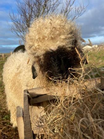 Image 4 of Pedigree Valais Blacknose Ram Lamb