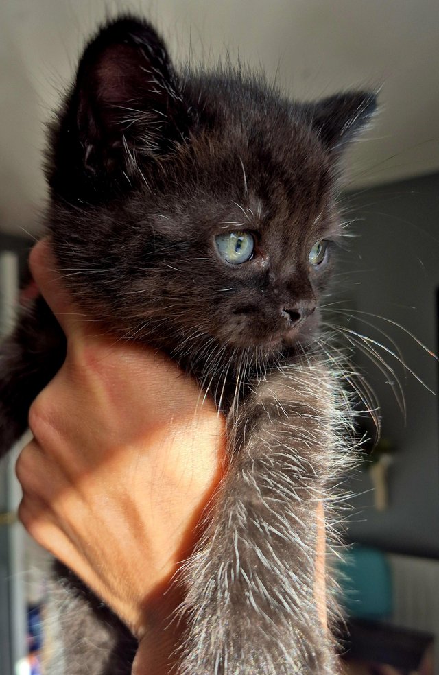 Preview of the first image of Beautiful British long hair X burmese kittens.