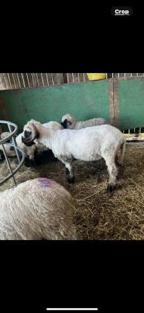 Image 1 of Pure unregistered valais tup ready to go