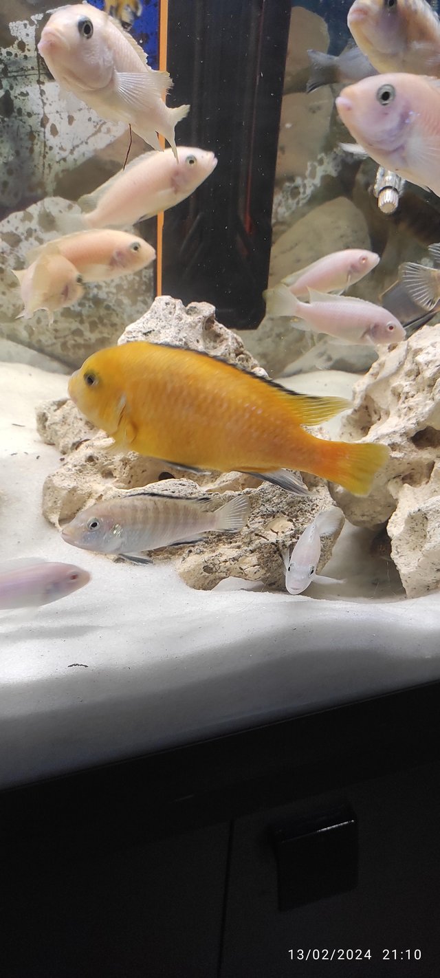 Preview of the first image of African cichlids tropical fish.