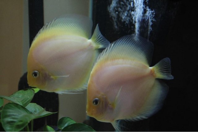 Preview of the first image of Pearl Diamond Discus (Male).