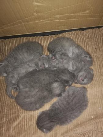 Image 5 of 7 GCCF Active British shorthair kittens