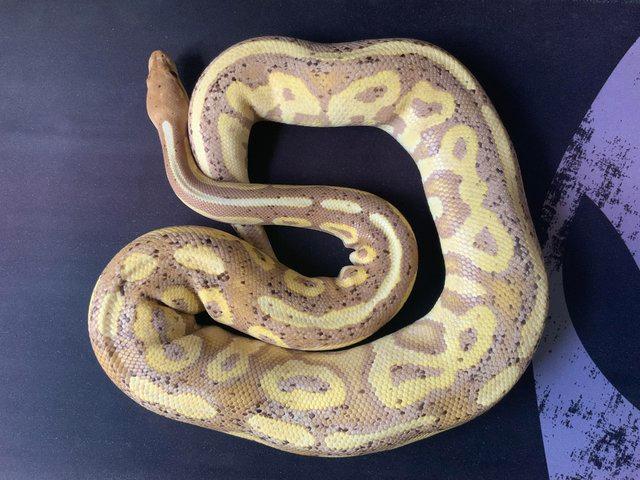 Preview of the first image of Royal / Ball python, Banana Cinnamon (male).