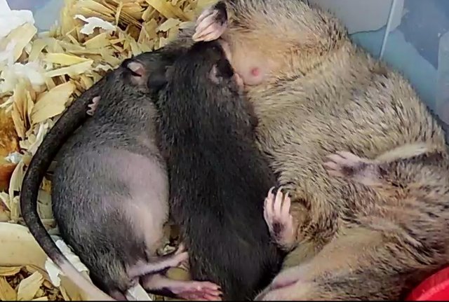 Image 8 of Gambian Pouched Rat babies