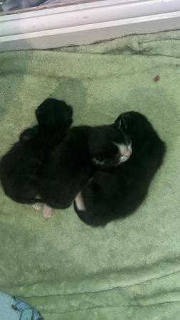 Image 1 of 2 beautiful kittens looking for their forever homes