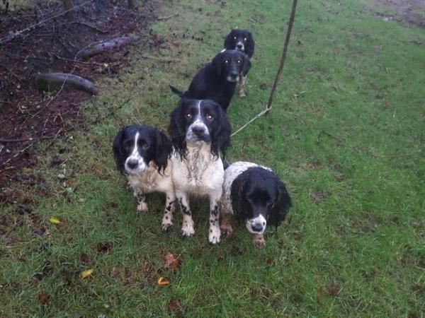 Image 7 of Scratch & Sniff 3 year old Sprocker Dogs