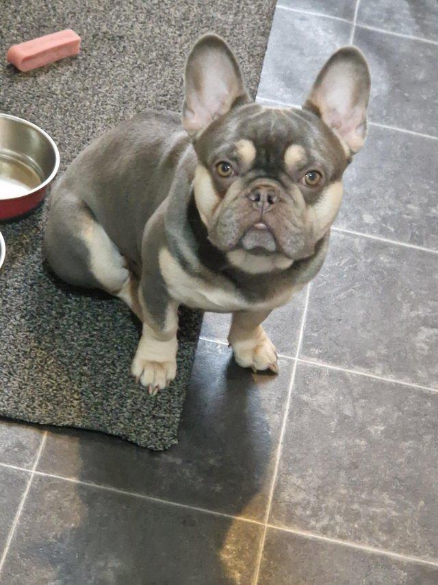 Preview of the first image of Selling my French bulldog.