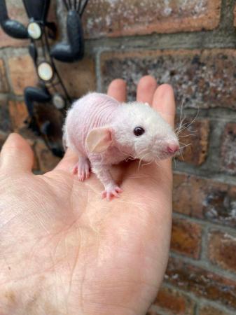 Image 1 of Baby Double Rex, Rex and Dumbo Rats