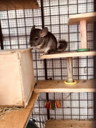 Image 4 of Chinchilla males for sale