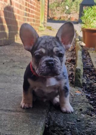 Image 6 of 8 week old french bulldog pups for sale