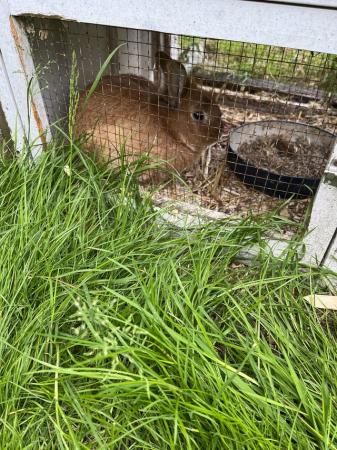 Image 2 of 1 year old Rabbits free to good home