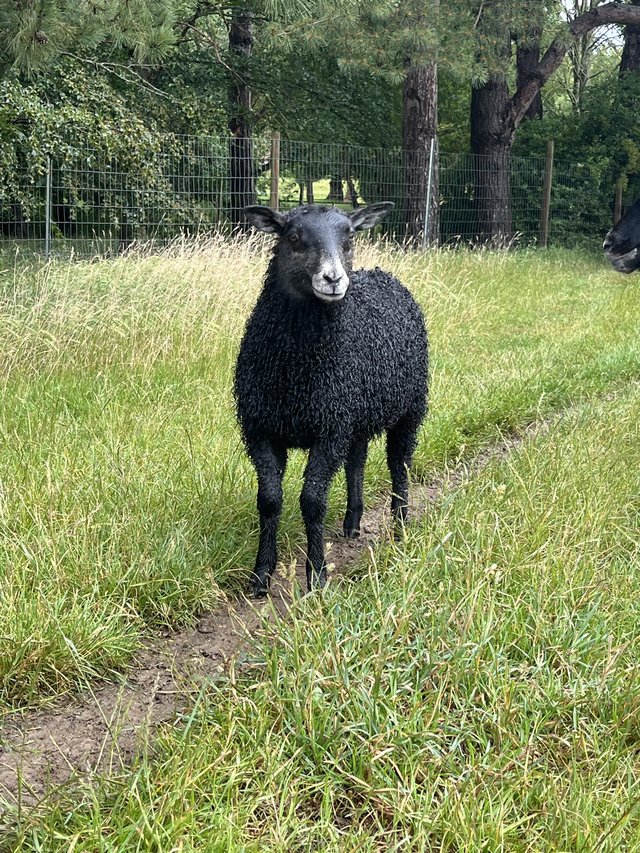 Sturdy Gotland wether lambs — photo 2 of 3