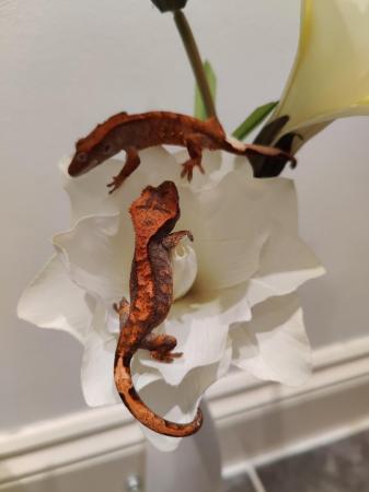 Image 3 of 2023 Harlequin Crested geckos