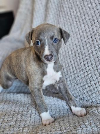 Image 6 of Beautiful KC Registered Whippet puppies