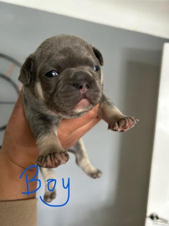 Image 12 of KC registered French Bulldogs
